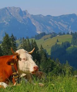 Cow On Top Of Mountains painting by numbers