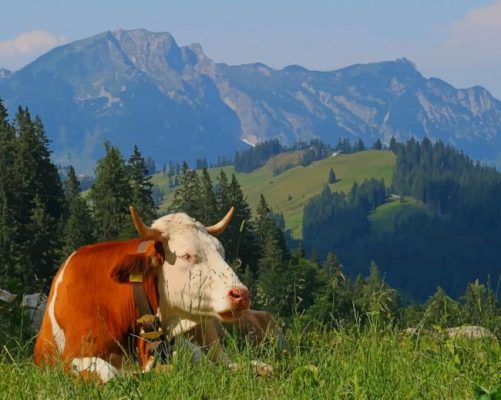 Cow On Top Of Mountains painting by numbers