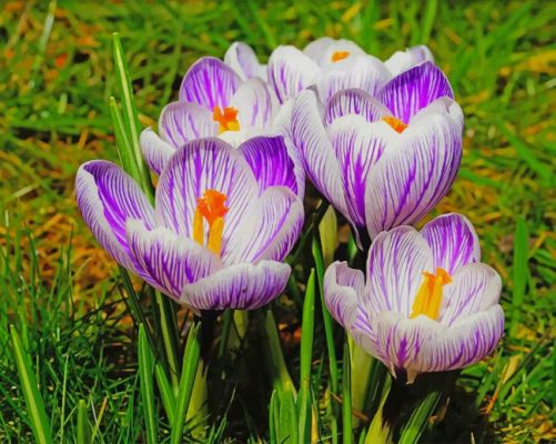 Crocus Flowers Purple White paint by number
