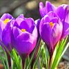 Purple Crocus Flowers paint by numbers