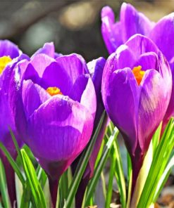 Purple Crocus Flowers paint by numbers