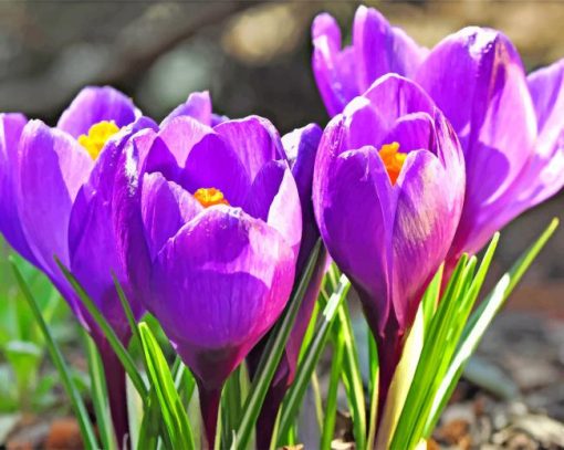 Purple Crocus Flowers paint by numbers