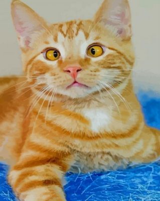 Cross Eyed Tabby Cat paint by numbers