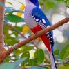 Cuban Trogon Bird paint by numbers