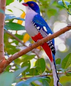 Cuban Trogon Bird paint by numbers