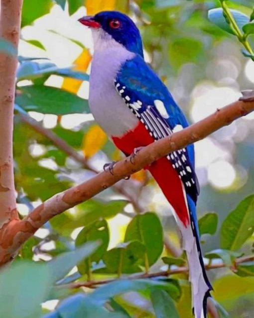 Cuban Trogon Bird paint by numbers