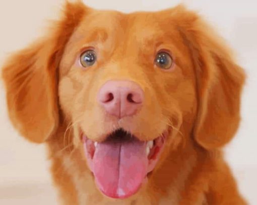 Cute Brown Dog paint by numbers