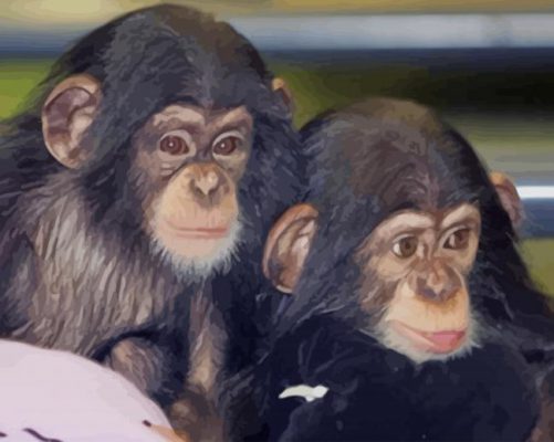 Cute Chimpanzee paint by numbers