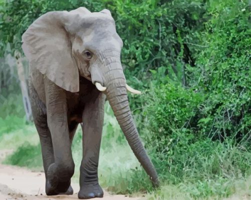 Cute Elephant paint by numbers