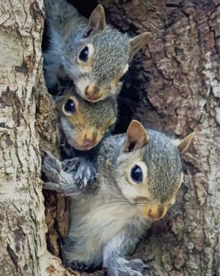 Cute Squirrels paint by numbers