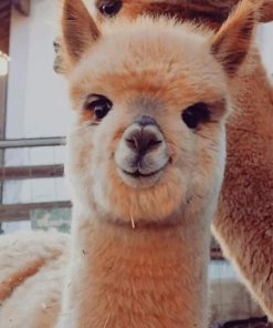 Cute Alpaca Animal paint by numbers