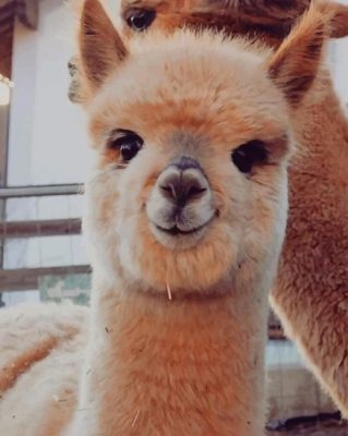 Cute Alpaca Animal paint by numbers