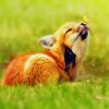 Cute Fox Animal paint by numbers