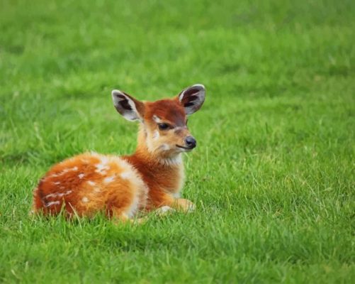 Cute Baby Antelope paint by number