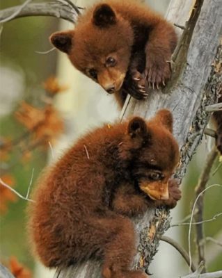 Cute Baby Bear Animals paint by numbers