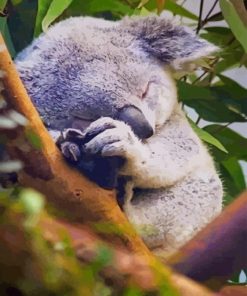 Cute Baby Koala Bear paint by numbers