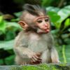 Cute Baby Monkey paint by numbers