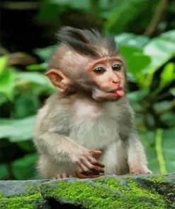 Cute Baby Monkey paint by numbers