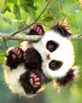 Cute Baby Panda paint by numbers