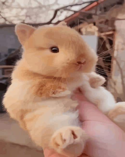 Cute Beige Bunnie paint by numbers