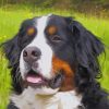 Cute Bernese Mountain Dog paint by numbers