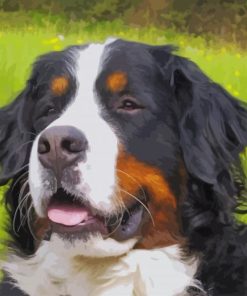 Cute Bernese Mountain Dog paint by numbers