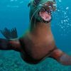Cute California Sea Lion paint by numbers
