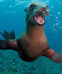 Cute California Sea Lion paint by numbers