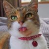 Cute Cat With Beautiful Eyes paint by numbers