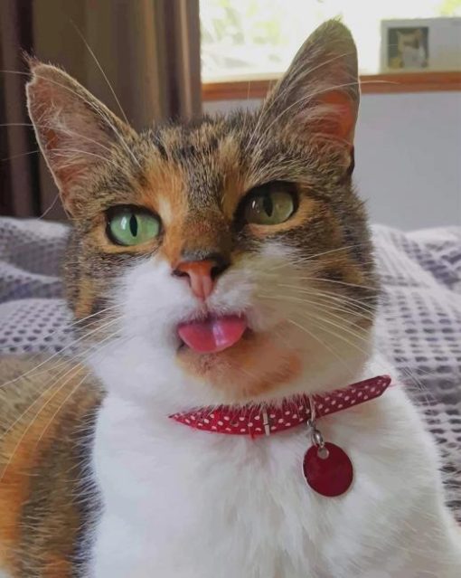 Cute Cat With Beautiful Eyes paint by numbers