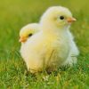 Cute Chicks paint by number