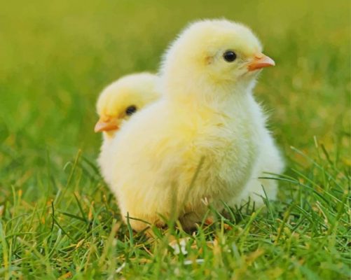 Cute Chicks paint by number