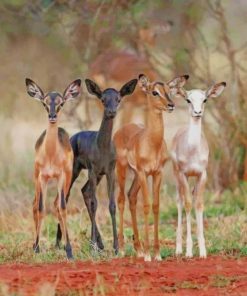 Cute Deers paint by numbers