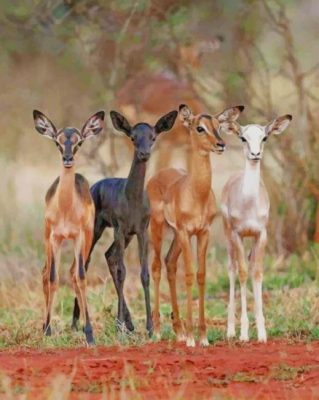 Cute Deers paint by numbers