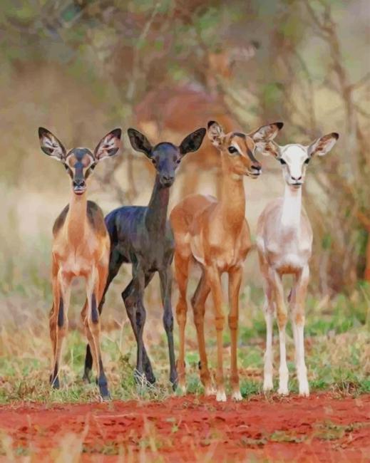 Cute Deers paint by numbers