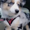 Cute Dog Animal paint by numbers