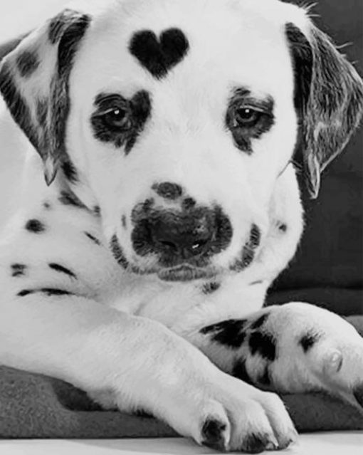 Cute Dog Animal paint by numbers paint by numbers