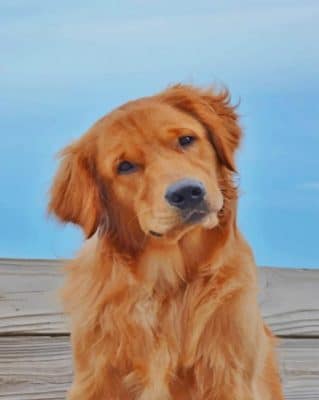 Cute Dog Paint By Numbers