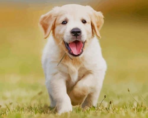 Cute Dog Raning paint by numbers