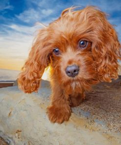 Cute Dog In The Beach paint by numbers