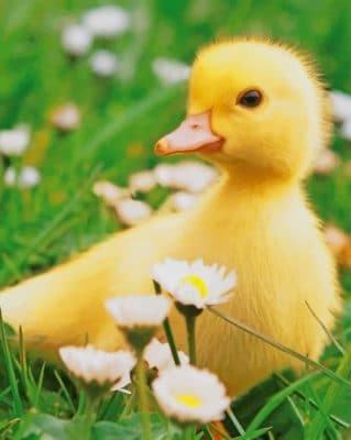 Cute Duck paint by numbers