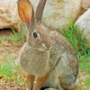 Cute European Rabbit paint by numbers