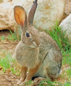 Cute European Rabbit paint by numbers