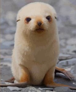 Cute Fur Seal paint by numbers