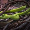 Cute Green Snake paint by number