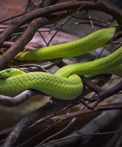 Cute Green Snake paint by number