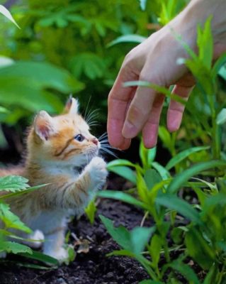 Cute kitty paint by numbers