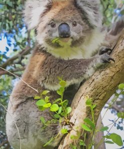 Cute Koala On Tree paint by numbers