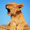 Cute Lion Yawning paint by numbers