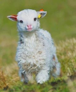 Cute Little Lamb paint by numbers